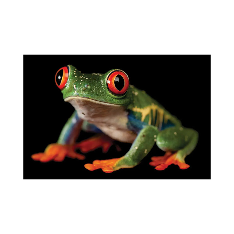 A Red-Eyed Tree Frog At The Sunset Zoo In Manhattan, KS. by Joel Sartore - Gallery-Wrapped Canvas Giclée on Canvas, Canvas