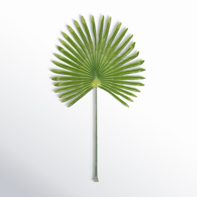 Zana Fan Palm Leaf Stems