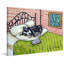«Boston Terrier Sleeping» par Jay Schmetz, reproduction sur toile-22200935