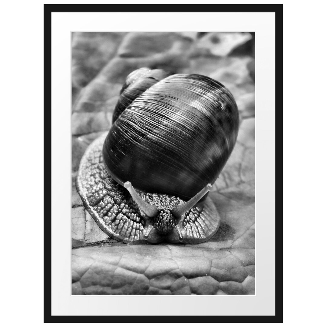 Gerahmtes Poster Weinbergschnecke auf Blatt