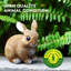 Lapin Decor