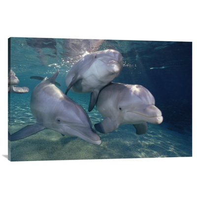 " Bottlenose Dolphin Trio Underwater, Waikoloa Hyatt, Hawaii "