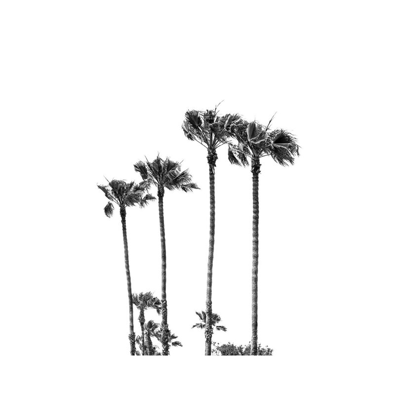 Palm Trees At The Beach | Black & White by Melanie Viola - Wrapped Canvas Print, 66.04 cm H x 45.72 cm W x 1.91 cm D