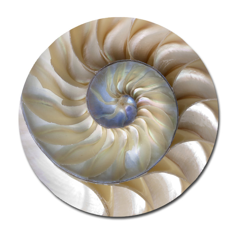 Tourbillon de coquillages - Photographie sans cadre sur papier, H 24 po x l 24 po x P 1,5 po