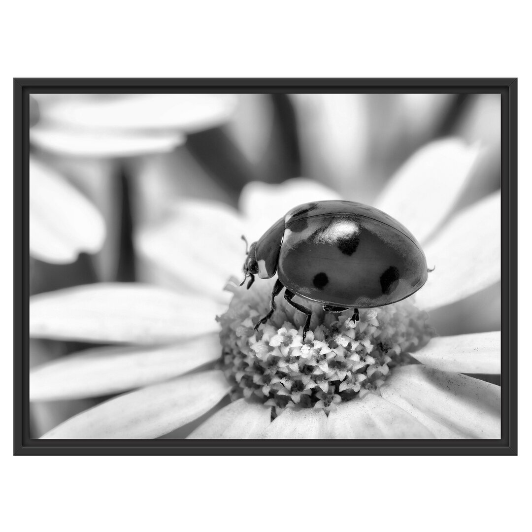 Gerahmtes Poster Marienkäfer auf Gänseblümchen