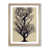Oak