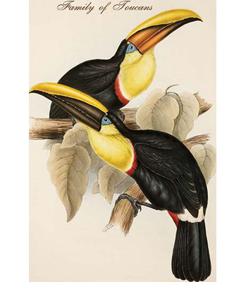 Impression d’art graphique « family of toucans » par john gould