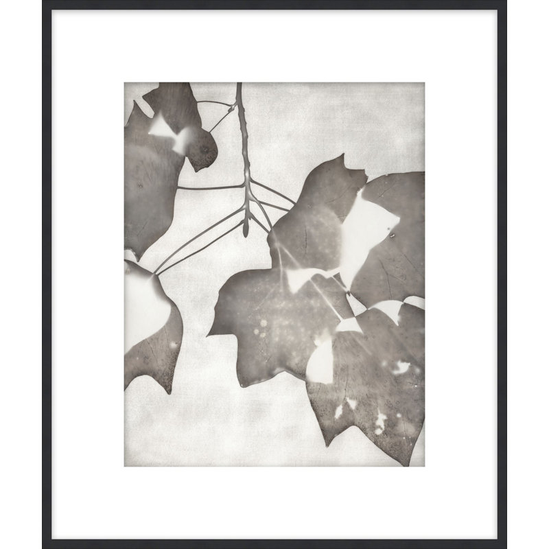 Lucent Botanicals 2 Print by Darrell Kincer, 41.5" H x 35.5" W