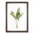 Walnut Framed selected