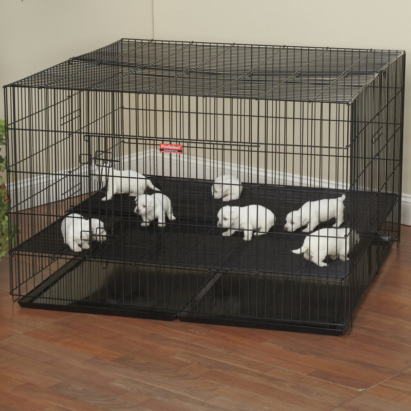 Enclos pour chien
