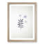 White Daffodil Dismantled - Framed Print-55612779-55612782