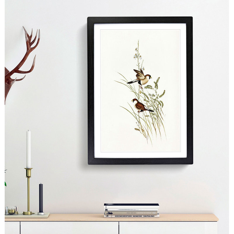 White-Eared Grass Finch Birds by Elizabeth Gould - Picture Frame Painting Print, 36cm H x 27cm W x 2cm D, Black Framed