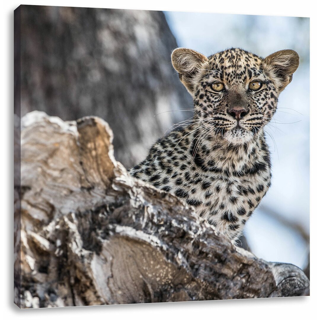 Leinwandbild Neugieriges Leopardjunges auf Baum