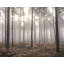 Atmosphere Forest In The Mist 6-Panel Wall Mural 8.2' High x 10.4' Wide