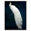 Habillé de plumes - impression-119403334-72500299-72500298