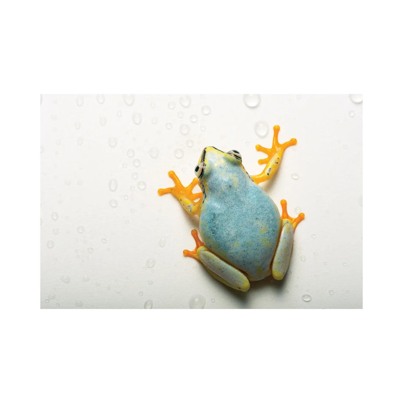 A Madagascar Reed Frog From The Plzen Zoo In The Czech Republic by Joel Sartore - Gallery-Wrapped Canvas Giclée on Canvas