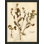 Pressed Botanical 28 Print