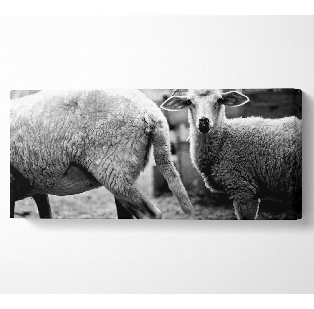 Schafe 2 - Kunstdrucke auf Leinwand mit Wrapped Canvas