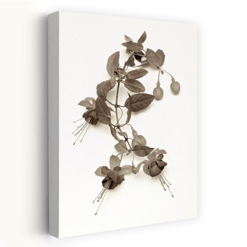 Garden Bloom # 7 - Photographie, H 48 po x l 32 po