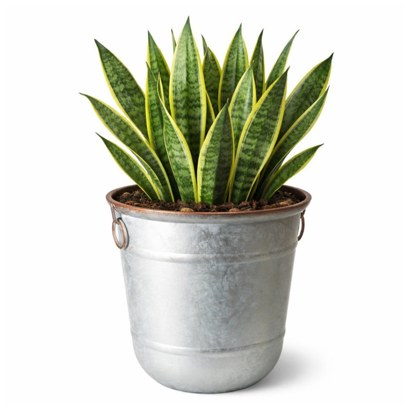 Handmade Pot Planter