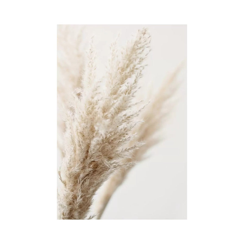 Pampas Reed III by Monika Strigel - Print on Canvas, Wrapped Canvas, 45.72cm H x 30.48cm W x 1.91cm D