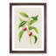 Illustration of Peaches - Picture Frame Painting Print-55579813-55579815