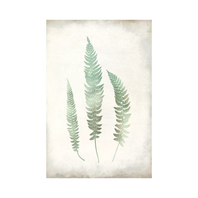 Watercolour Fern III Vintage by Kimberly Allen - Wrapped Canvas Print