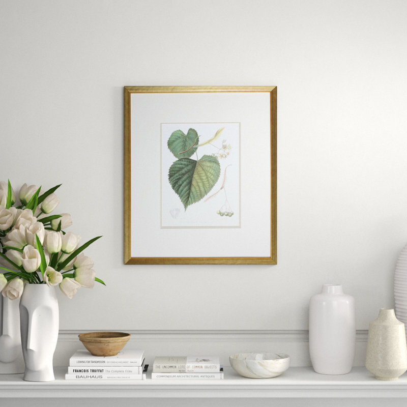 Antique American Linden Print by Linden