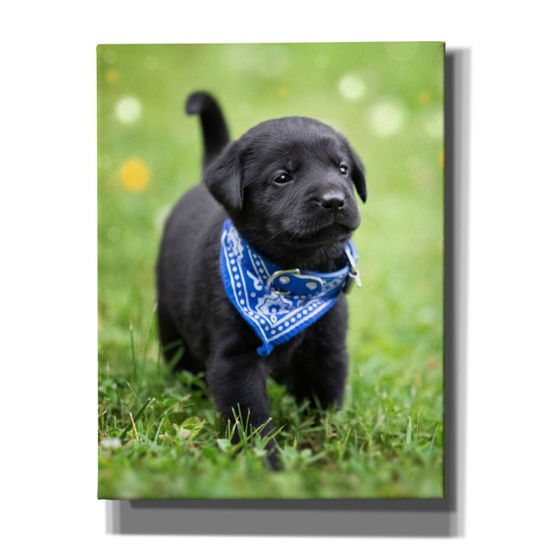 «Black Lab Pup 1» par Jonathan Ross, art mural sur toile, H 34 po x l 26 po x P 1,5 po