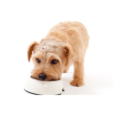 " Norfolk Terrier Dog Having A Meal "