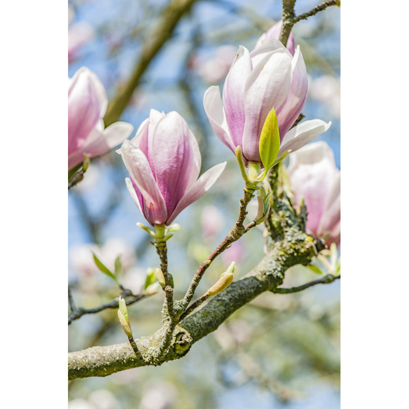 Spring Magnolia - Photographie sur toile tendue, H 18 po x l 12 po