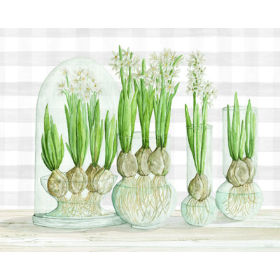 " Paperwhite Bulbs " by Cindy Jacobs