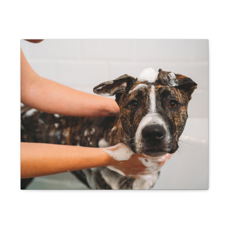 Adorable art mural sur toile, "Staffordshire Terrier Bathee", H 18 po x l 24 po