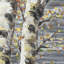 «Budding White Birches - Contemporary Seasons», reproduction encadrée-182385685