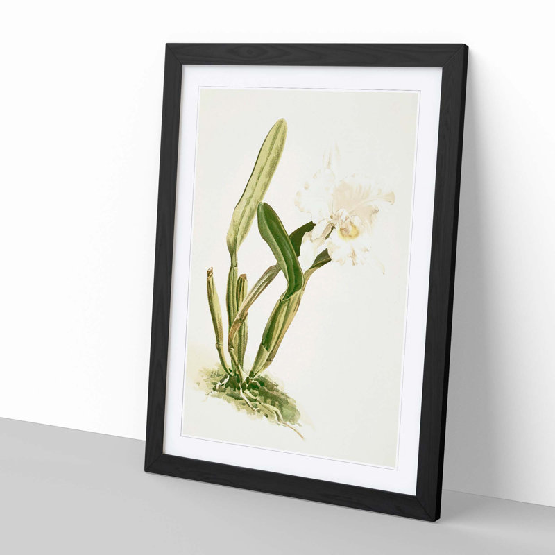 Magnolia Flowers Illustration Tab. 74 by Frederick Sander - Picture Frame Painting Print, Black, 76cm H x 50cm W x 2cm D