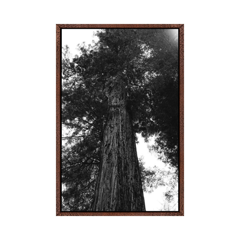 Redwood Forest XV by Bethany Young - Print on Canvas, 66.04cm H x 45.72cm W x 3.81cm D, Classic Brown Wood Framed