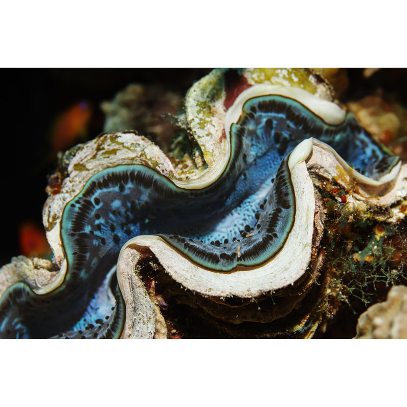 Giant Clam Sea Life Coral Reef by Ultramarinfoto - No Frame Art Prints on Canvas, 30cm H x 46cm W