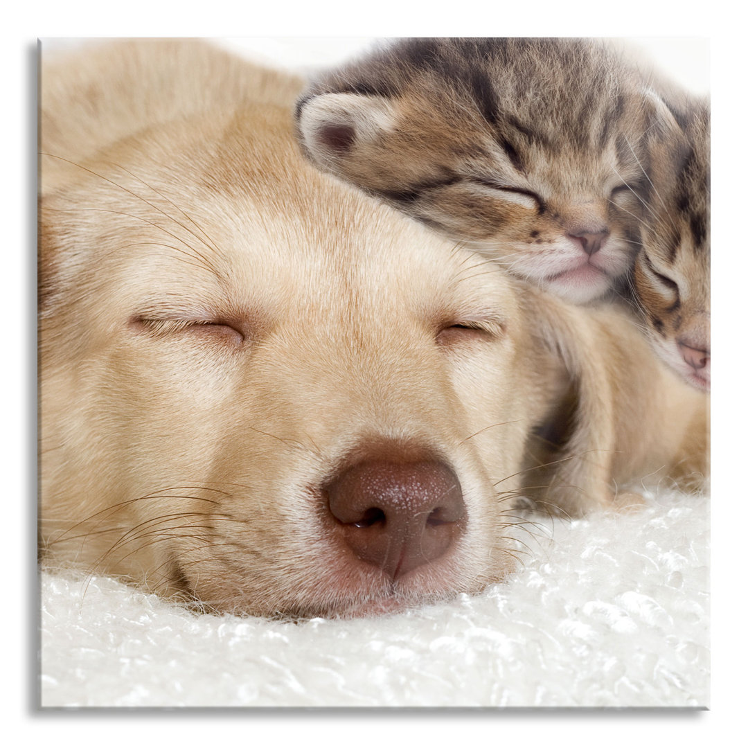 Ungerahmtes Foto auf Glas "Dozing Kitten and Dog"