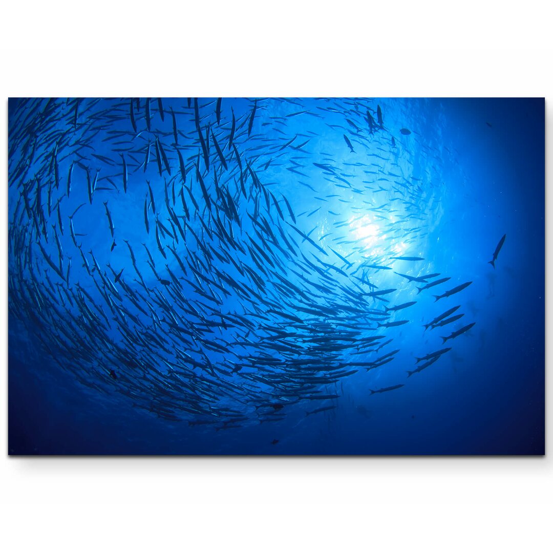 Leinwandbild Barracuda Fische