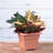 Novelty Plastic Countryside Indoor/Outdoor Square Tub Planter, Terra Cotta, 14in