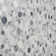 Kinetic Fog White Small Circles Marble Polished Mosaic Tile