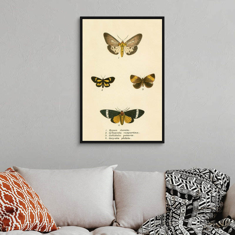 Papillons par English School - reproduction sur toile, H 38 po x l 26 po x P 1,75 po, Cadre noir