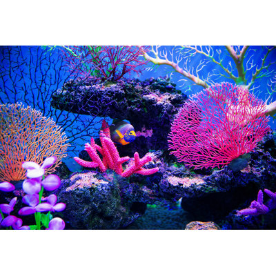 Récif de corail sur le fond de l'océan par Hudiemm