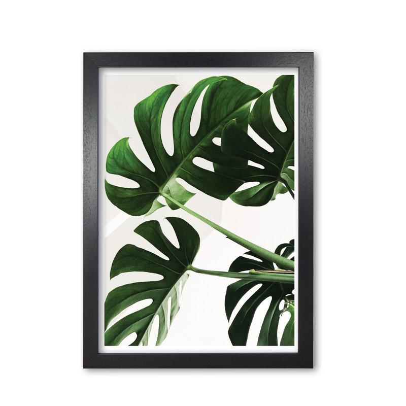 Monstera Leaf - Print, Black Grain Frame, 85 cm H x 60 cm W x 5 cm D