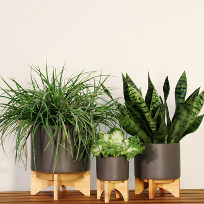 5" Planter W/ Wood Stand