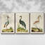 Heron Portrait I, ensemble de 3 toiles encadrées-97792284-97792276