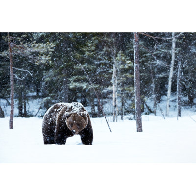 Brown Bear Walking In The Snow - Wrapped Canvas Print