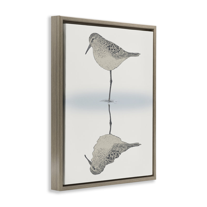 Oiseau bécasseau tranquille