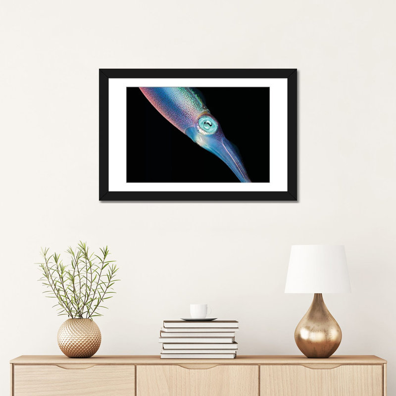 « the caraïbes récif squid », reproduction de photo sur toile, H 16 po x l 24 po x P 1 po, Papier d'art encadré noir, Blanc