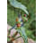 Lotus Leaf with Red-Eyed Tree Frog
